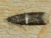 Elegia similella