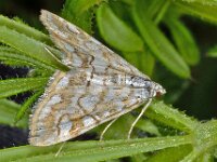 Elophila nymphaeata 3, Waterleliemotje, Saxifraga-Ab H Baas