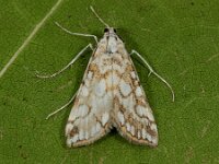 Elophila nymphaeata 6, Waterleliemotje, Saxifraga-Ab H Baas
