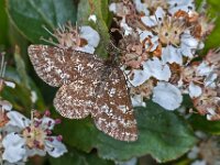 Ematurga atomaria 6, Gewone heispanner, Saxifraga-Ab H Baas
