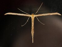 Emmelina monodactyla 4, Windevedermot, Saxifraga-Ab H Baas