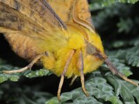 Ennomos alniaria 4, Geelschouderspanner, Saxifraga-Ab H Baas