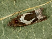 Epiblema foenella 2, Saxifraga-Ab H Baas