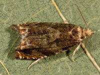 Epinotia abbreviana 11, Oranje oogbladroller, Saxifraga-Ab H Baas
