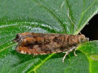Epinotia abbreviana 2, Oranje oogbladroller, Saxifraga-Ab H Baas