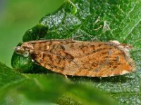 Epinotia abbreviana 4, Oranje oogbladroller, Saxifraga-Ab H Baas
