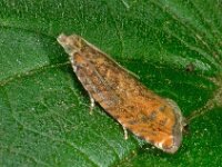 Epinotia abbreviana 7, Oranje oogbladroller, Saxifraga-Ab H Baas