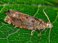 Epinotia abbreviana 8, Oranje oogbladroller, Saxifraga-Ab H Baas