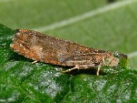 Epinotia abbreviana 9, Oranje oogbladroller, Saxifraga-Ab H Baas