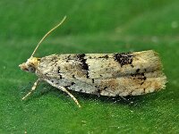 Epinotia bilunana