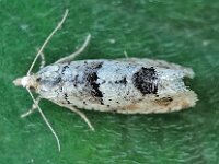 Epinotia bilunana 2, Witte oogbladroller, Saxifraga-Ab H Baas