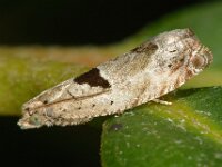 Epinotia ramella