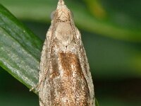 Epinotia ramella 3, Gemarmerde oogbladroller, Saxifraga-Ab H Baas