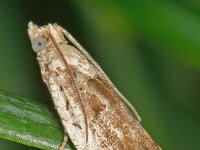 Epinotia ramella 4, Gemarmerde oogbladroller, Saxifraga-Ab H Baas