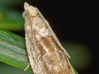 Epinotia ramella 5, Gemarmerde oogbladroller, Saxifraga-Ab H Baas