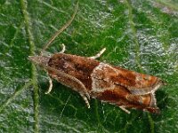 Epinotia tenerana 2, V-oogbladroller, Saxifraga-Ab H Baas
