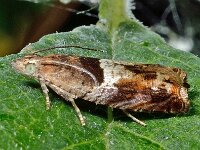 Epinotia tenerana 3, V-oogbladroller, Saxifraga-Ab H Baas