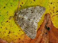 Epirrita