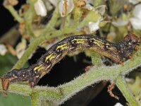 Erannis defoliaria 12, Grote wintervlinder, Saxifraga-Ab H Baas
