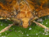 Erannis defoliaria 05 #09751 : Erannis defoliaria, Grote wintervlinder