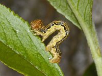 Erannis defoliaria #06811 : Erannis defoliaria, Grote wintervlinder