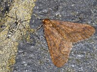 Erannis defoliaria 20, Grote wintervlinder, Saxifraga-Ab H Baas