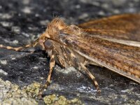 Erannis defoliaria 28, Grote wintervlinder, Saxifraga-Ab H Baas