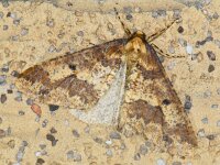 Erannis defoliaria 31, Grote wintervlinder, Saxifraga-Ab H Baas