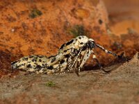 Erannis defoliaria 36, Grote wintervlinder, female, Saxifraga-Ab H Baas
