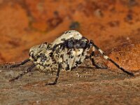 Erannis defoliaria 37, Grote wintervlinder, female, Saxifraga-Ab H Baas
