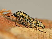 Erannis defoliaria 01, Grote wintervlinder, vleugelloos vrouwtje, AHB  Grote wintervlinder, vleugelloos vrouwtje Erannis defoliaria Hardenberg op 16 november 2017 2017-11-17 10-57-25 (C) Focus Bracking, Step+3, Image count 20, 0/-/+ P1010390.jpg…P1010409 Natuur en LED licht