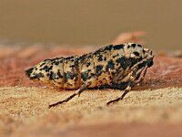 Erannis defoliaria 03, Grote wintervlinder, vleugelloos vrouwtje, AHB  Grote wintervlinder, vleugelloos vrouwtje Erannis defoliaria Hardenberg op 16 november 2017 2017-11-17 15-03-03 (C) Focus Bracking, Step+3, Image count 25, 0/-/+ P1010485.jpg…P1010509 Natuur en LED licht