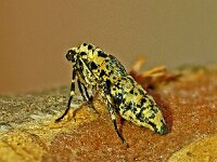 Erannis defoliaria 02, Grote wintervlinder, vleugelloos vrouwtje, AHB  Grote wintervlinder, vleugelloos vrouwtje Erannis defoliaria Hardenberg op 16 november 2017 2017-11-16 15-30-34 (C) Focus Bracking, Step+3, Image count 20, 0/-/+ P1010820.jpg…P1010836 Natuur en LED licht