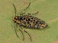 Erannis defoliaria 41, Grote wintervlinder, female, Saxifraga-Ab H Baas
