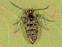 Erannis defoliaria 42, Grote wintervlinder, female, Saxifraga-Ab H Baas