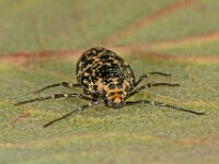 Erannis defoliaria 43, Grote wintervlinder, female, Saxifraga-Ab H Baas