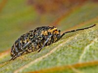 Erannis defoliaria 46, Grote wintervlinder, female, Saxifraga-Ab H Baas