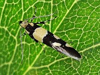 Eratophyes amasiella 2, Oosterse schone, Saxifraga-Ab H Baas