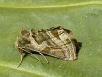 Euchalcia variabilis 2, Saxifraga-Marijke Verhagen