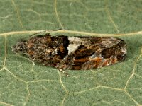 Eudemis profundana