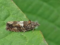Eudemis profundana 2, Saxifraga-Ab H Baas