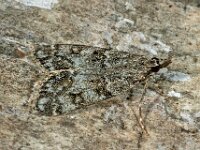 Eudonia lacustrata 2, Lichte granietmot, Saxifraga-Ab H Baas