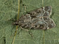 Eudonia mercurella 3, Variabele granietmot, Saxifraga-Ab H Baas
