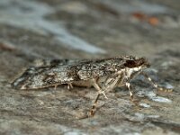 Eudonia mercurella 4, Variabele granietmot, Saxifraga-Ab H Baas