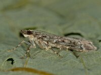 Eudonia mercurella 5, Variabele granietmot, Saxifraga-Ab H Baas
