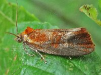 Eulia ministrana 4, Papegaaibladroller, Saxifraga-Ab H Baas