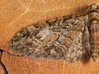 Eupithecia abbreviata 2, Voorjaarsdwergspanner, Saxifraga-Ab H Baas