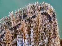 Eupithecia abbreviata 5, Voorjaarsdwergspanner, Saxifraga-Ab H Baas