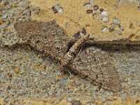 Eupithecia intricata 3, Streepjesdwergspanner, Saxifraga-Ab H Baas