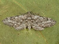 Eupithecia nanata